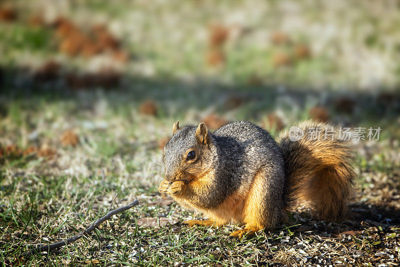 狐狸松鼠(Sciurus niger)